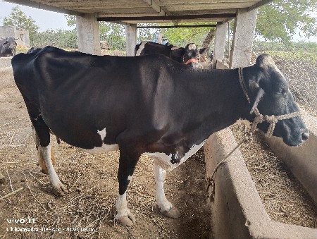 ગાય વેચવાની છે