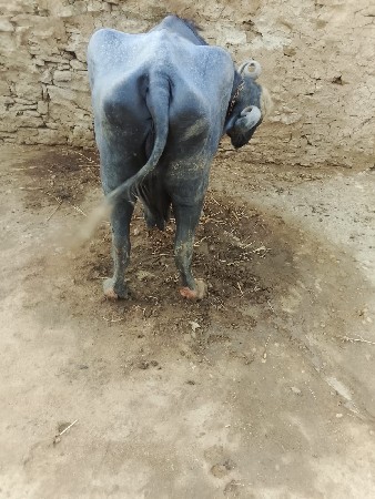 ભેંસ વેચવાની છે   2. વેતર વ્યાસે