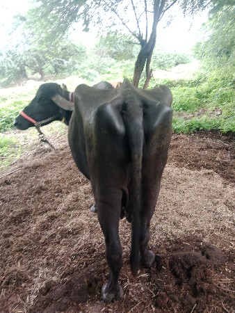 ભેંસ વેચવાની છે