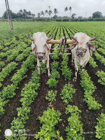 ગોઢલા વેચવાના છે
