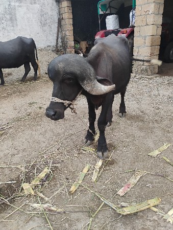 પાડો વેચવાનો છે