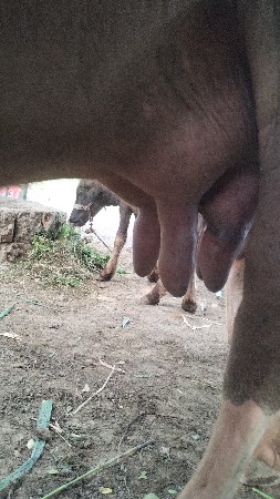 ભેંસ વેચવાની છે