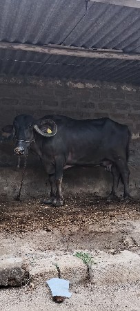 ભેસ વેચવાની છે