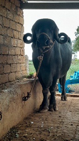 ભેસ વેચવાની સે