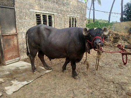 ઓરિજનલ મૂર્હ પાડો
