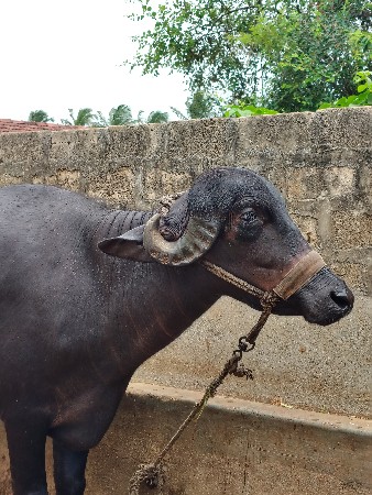 આ ખડેલી વેચવાની છે 3 વર્ષ ની છે