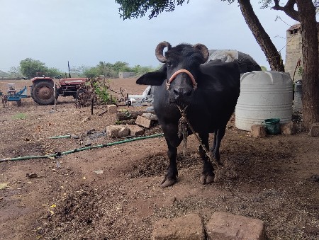 આ બની ભેંસ વેચવાનીછે