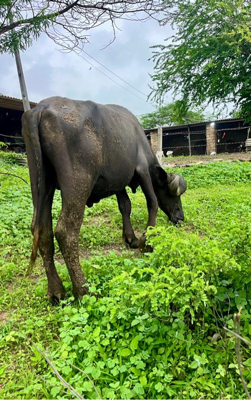 પાડો વેચવાનો છે