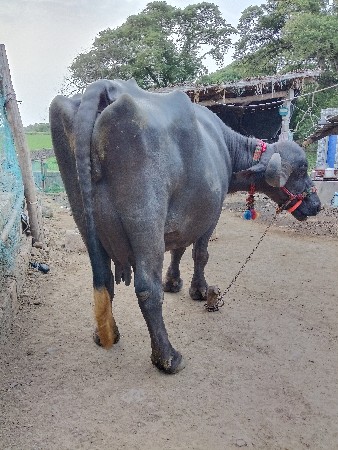 ભેંશ વેચવા ની છે