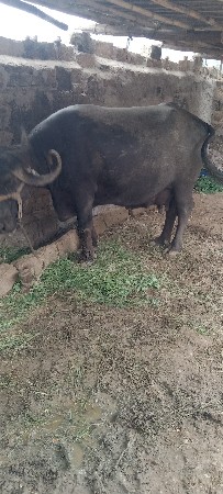 ભેંશ.વેસવાની..વેતર..તીજુ