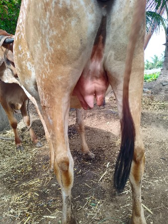 ગીર વોળકી