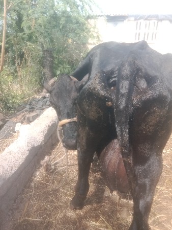 આગયવેસવાનિસે