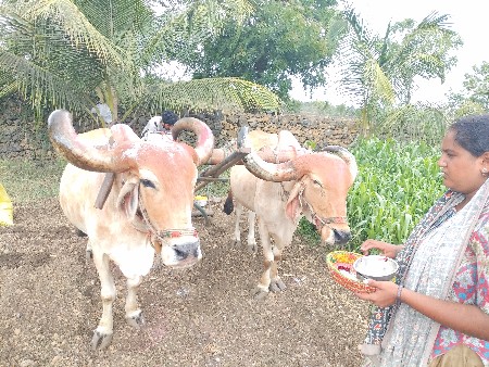 બરધ વેશવા ના છે
