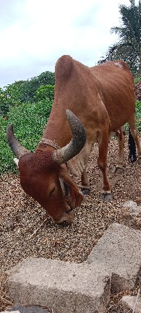 ગાય વેચવાની છે