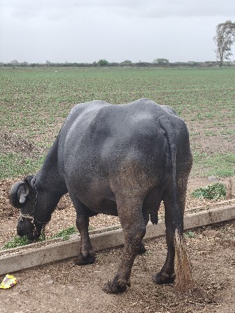 ભેંસ વેચવાની છે