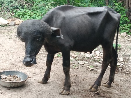 પાડો વેચવાનો છે સારા વેલા નો છે