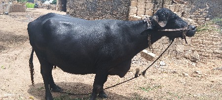 ભેંસ વેચવાની છે