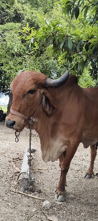 2 ગાય વેચવાની છે