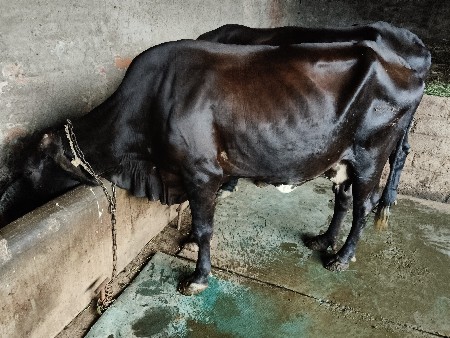 ઞાયો