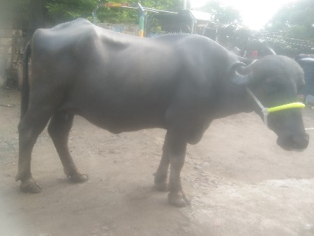 જાફરાબાદી ભેંસ વેચવાની છે