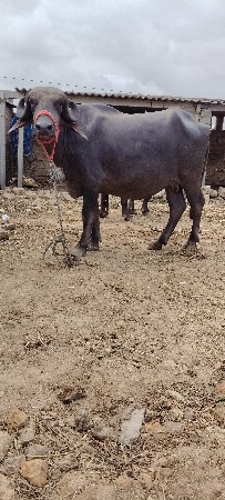 ખળેલી વેચવાની છે
