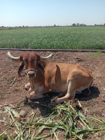 બલદ