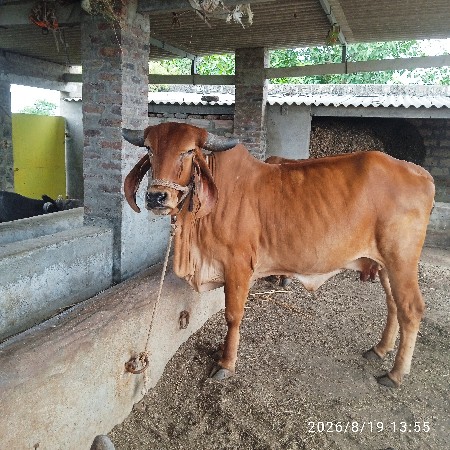 ગાય વેચવાનીછે