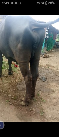 પેલું વેધર ખડેલું છે