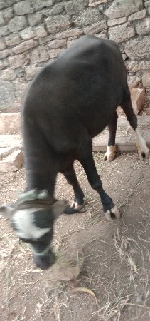 padi vsvani se be vrsni se