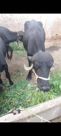 ત્રણ ખડેલિયું