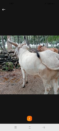 બળદ વેચવાના છે