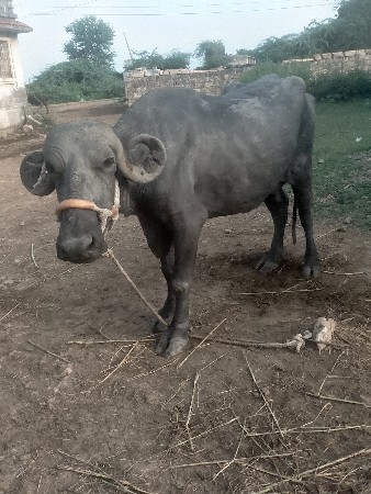 ભેંસ વેચવાની છે
