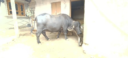 બીજા વેતર ની ભેંસ વેચવાની છે