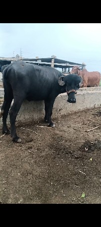 વેસવા ની છે