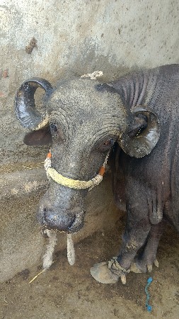 બીજું વેતર ખડેલી જાફરી