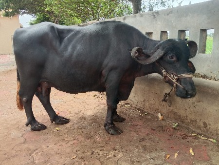 ભેંસ વેચવાની છે