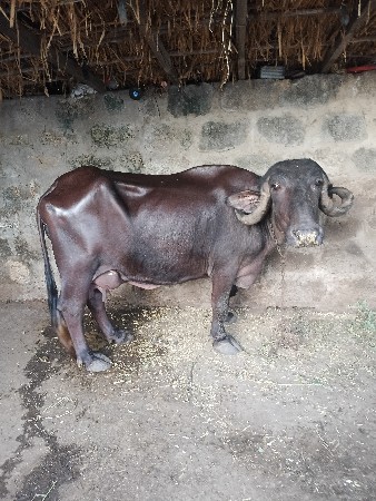 ભેસ વેચવા ની છે