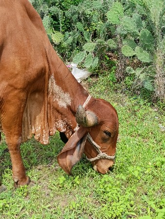 બીજું વેતર 
2 મહિના ની ગાભણ