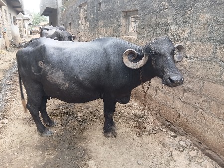 ભેંસ વેચવાની છે