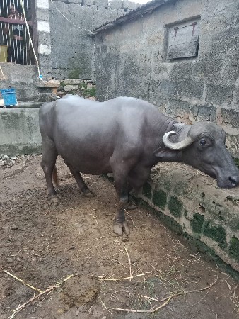 ભેસ વેચવાની છે