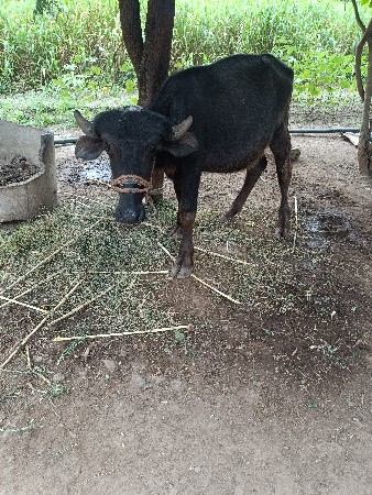 વેચવાની