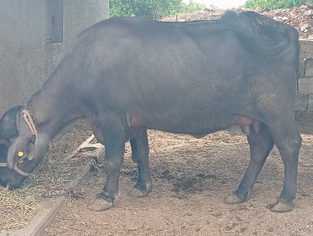વેચવાની છે
