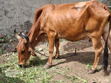 જર્સી ગાય વેચવાની છે