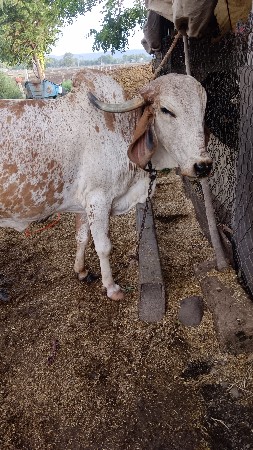 ગાય