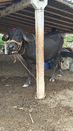 એક ખડેલી ને પાડો વેચવા ના છે