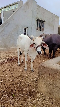 બે વર્ષ ની છે