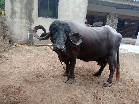 ભેંસ વેચવાની છે.