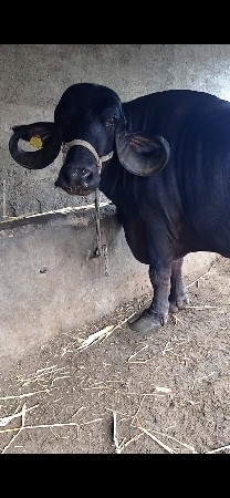 બીજું વેતર ભેંસ