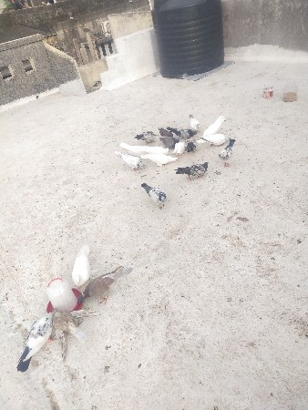 બધા આપી દેવાના છે