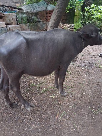 પાડી વેચવાની છે